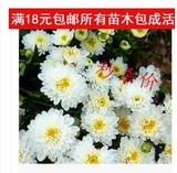 食用 药用菊花苗【白菊花】庭院阳台盆栽花卉