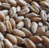 199元赠 土猫 种植方便 发芽率高 猫草种子 大麦种子 200粒左右