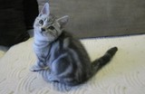 出售家养赛级 美国短毛猫 银虎斑 标准纹 幼猫出售中