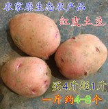 广东农家原生态天然土豆马铃薯洋芋新鲜时蔬红皮黄心土豆500克