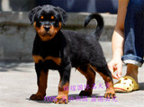 罗威纳犬纯种幼犬出售赛级罗威纳宠物狗狗警犬大型犬狩猎犬护卫犬