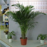 室内绿植花卉 净化空气高手 散尾葵 夏威夷椰子 凤尾竹 高档植物