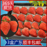 聚鲜林 现货/盒装草莓/有机草梅/红颜[3盒装]新鲜水果/广东免邮
