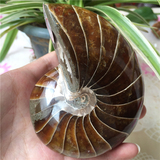 天然海螺化石 大号鹦鹉螺摆件  转运螺  斑彩螺标本  特价
