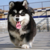 双赛级血统 宠物狗 纯种巨型阿拉斯加犬 活体雪橇幼犬小狗出售11