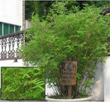 桌面盆景竹子 观赏竹 米竹 凤尾竹 可室内摆放 文静秀丽 绿植盆栽