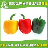 甜椒 500g装  圆椒 辣椒 成都同城蔬菜配送 新鲜甜椒  网上买菜