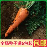 红胡萝卜蔬菜种子菜籽 农家新鲜胡萝卜 有机阳台种菜
