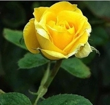【芹芹园艺】出售盆栽玫瑰花苗 黄玫瑰 自由黄金 颜色包对版
