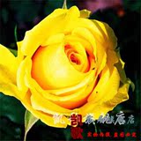 【黄玫瑰】玫瑰花苗客厅阳台花卉绿植盆景植物赛蔷薇月季花苗