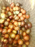 新鲜鸡蛋果洋酸茄大树茄树番茄洋鸡蛋种子种苗纯天然特价2斤包邮