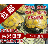 黄金巴西龟大小乌龟活体宠物龟水陆龟招财龟10-25厘米全品包邮