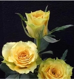金香玉玫瑰苗,黄玫瑰花苗精品，高产黄色系玫瑰种苗主打品种
