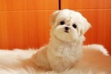 (只卖家养)超级强悍赛级马尔济斯犬，超大毛量，结构完美 幼犬