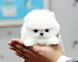 福州赛级茶杯博美幼犬出售/哈多里球型俊介犬纯种博美幼犬出售S53