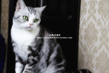 【小雏菊猫舍】美国短毛猫 美短银虎斑加白母 种母展示 起司猫