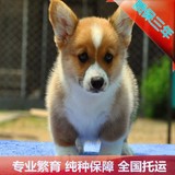 促销威尔士柯基宠物狗幼犬出售犬舍纯种柯基犬卡迪狗北京犬舍送货