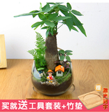 苔藓微景观 生态瓶DIY迷你盆栽创意办公室植物龙猫摆件发财树