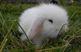 宠物兔 垂耳兔宝宝 荷兰垂耳兔纯种 迷你垂耳兔活体 长毛折耳兔