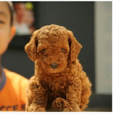 纯种玩具型泰迪犬 贵宾犬 家养宠物狗狗 幼犬出售 支持支付宝