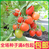红珍珠小番茄 日本进口西红柿蔬菜水果种子 高质量有图
