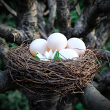 十月爱鸽子蛋新鲜30枚包邮 农家五谷杂粮散养鸽蛋 天然营养草鸽蛋