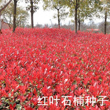 一级红叶石楠树种子 红罗宾 火焰红 千年红 红唇 石楠球种子批发