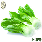 上海青种子400粒装 小白菜 小青菜 四季播种庭院阳台盆栽蔬菜种子