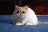 CFA血统 纯种加菲猫 异国短毛猫 红白梵文  母 MM  宠物猫