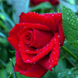 红色佳人切花玫瑰 五年大苗欧洲香水玫瑰花苗盆栽浓香大花月季苗