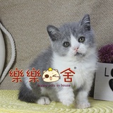 【BABYCATS】宠物活体 英国短毛猫英短蓝猫 蓝白八字双色折耳妹妹