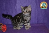 美国短毛 出售中小猫立耳纯种美短幼猫 赛级证书折耳