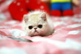 赛级 宠物猫 纯种加菲猫 加菲家养  异国短毛猫 乳 活体幼猫特价
