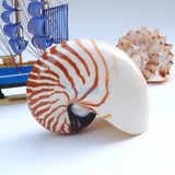 四大名螺之鹦鹉螺 纯天然大海螺标本 地中海装饰工艺品