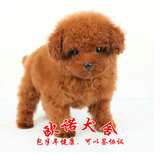 珠海萌宠出售宠物活体狗狗纯种酒红色玩具茶杯体贵宾贵妇泰迪幼犬