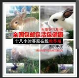 活体宠物兔子 小白兔宝宝 公主兔 肉兔 垂耳兔健康包邮包活