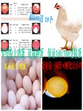 高产海兰灰/白蛋鸡种蛋受精鸡蛋新鲜土鸡种蛋可孵化出小鸡蛋批发