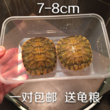 【满58包邮】巴西龟彩龟乌龟活体宠物龟水陆龟招财龟一对7-8厘米