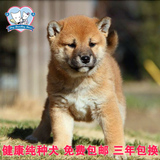 引进日本赛级血统柴犬纯种幼犬出售 适合家养狗狗精品宠物狗