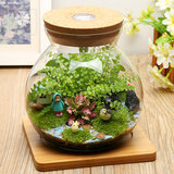 特价苔藓匍灯藓星星藓绿色微景观新奇植物盆景盆栽创意效果生态瓶