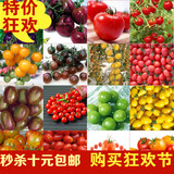 包邮 低价彩包蔬果 樱桃小番茄种子 西红蜀圣女果阳台种菜种子