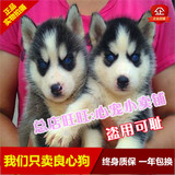 上海纯种哈士奇幼犬出售家养三火蓝眼哈士奇雪橇犬纯血统宠物狗狗