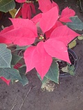 花卉一品红 圣诞红年宵植物空气净化吸甲醛盆栽绿植办公室盆景
