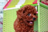 郑州纯种紫红泰迪熊幼犬/茶杯型贵宾犬玩具体宠物狗苹果脸泰迪T59