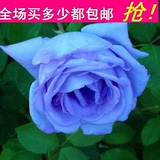四季开花庭院花卉植物 蓝色妖姬玫瑰花 蓝玫瑰室内盆栽 当年开花