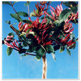 食用药用四季红色金银花卉盆景植物种子室内盆栽树形金花三号种苗