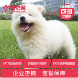 有它网 宠物狗狗萨摩耶犬幼犬中大型雪橇犬出售活体纯种健康6