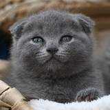 苏格兰折耳 蓝猫 宠物猫 短毛猫 英短 活体 折耳 《售罄广西》