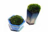苔藓微景观日式迷你盆栽办公室桌面创意植物组合陶瓷绿植礼物