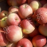 2015年新鲜水果 甘肃庆阳苹果 红星富士黄元帅国光 12枚特价包邮